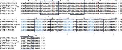 Molecular characterization, spatiotemporal expression patterns of fatty acid elongase (elovl8) gene, and its transcription changes in response to different diet stimuli in yellow catfish (Pelteobagrus fulvidraco)